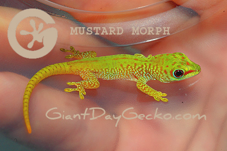 Mustard Morph Giant Day Gecko, Phelsuma grandis