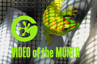 VIDEO of the MONTH