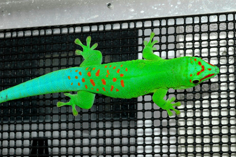 Blue Blood day gecko
