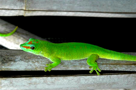 Patternless giant day gecko