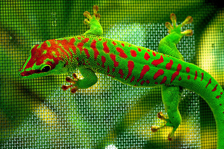 Cherry Head Giant Day Gecko