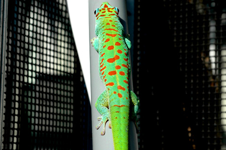 Blue x Crimson day gecko