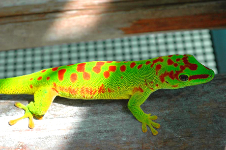Super red day gecko, Phelsuma grandis