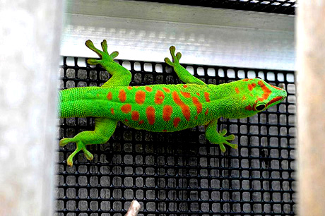 High red giant day gecko