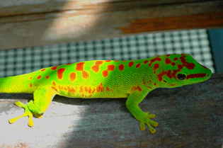 Super day gecko