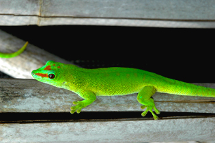 Day gecko, Phelsuma grandis