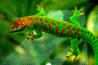 Cherry Head Giant Day Gecko