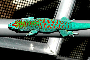 Blue day gecko