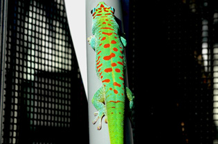 Blue x Crimson giant day gecko