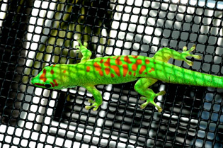 High red day gecko, Phelsuma grandis