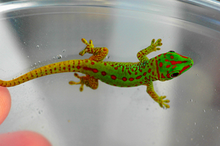 Partial stripe day gecko